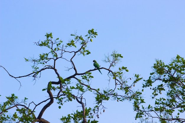 Portrait of a cute Rose Ringed Parakeet or also known as the Green Parrot sitting on  the tree