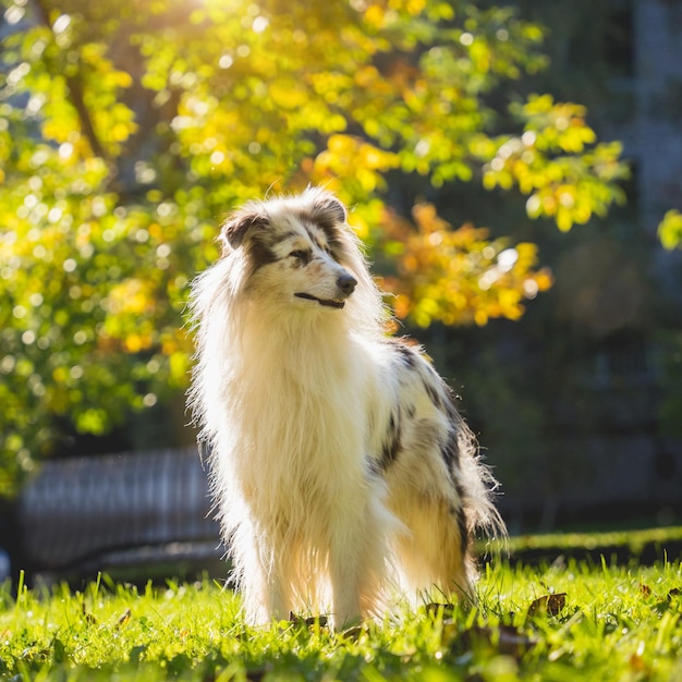 Portrait of cute rough collie dog at the park