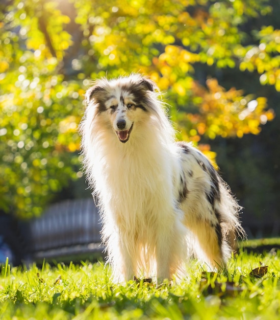 Portrait of cute rough collie dog at the park