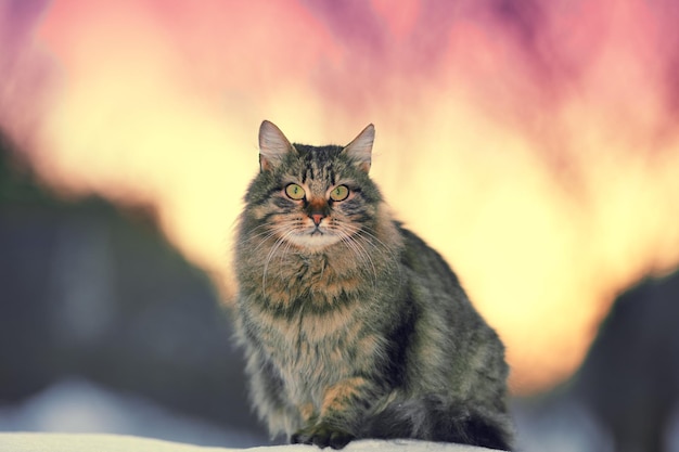 Portrait of cute siberian cat