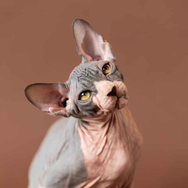 Portrait of cute sphynx hairless cat on brown background looking up male kitten of blue and white co