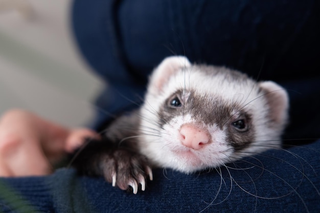 Portrait of cute and tired domestic pet ferret resting in her owner's hands Woman and a pet concept