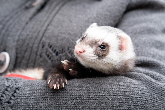 Portrait of cute and tired domestic pet ferret resting in her owner's hands Woman and a pet concept