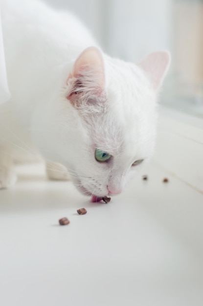 Portrait of Cute Turkish Angora cat