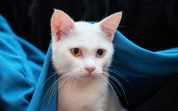 Portrait of a cute white cat with heterochromia iridis