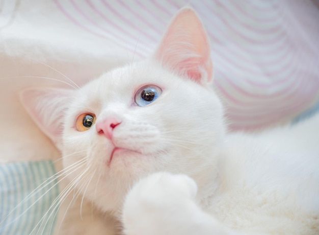 Portrait of a cute white cat with heterochromia iridis