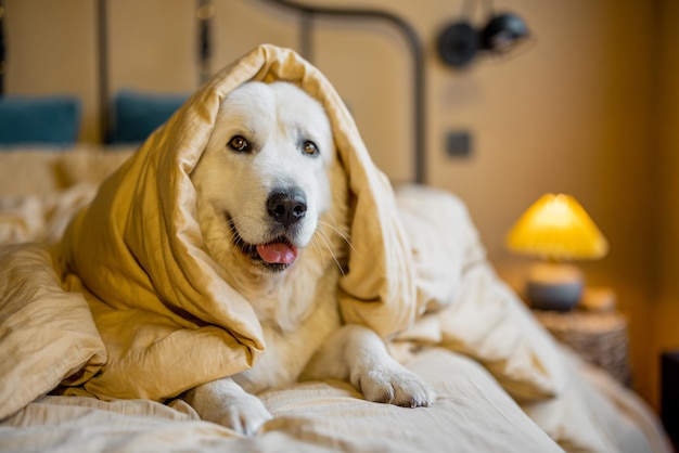 Portrait of a cute white dog lying in bed covered with blanket