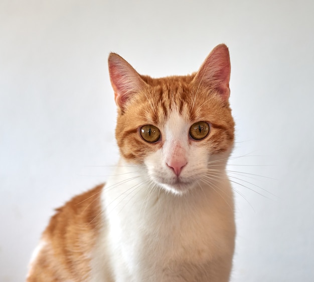 A portrait of a cute white and ginger cat