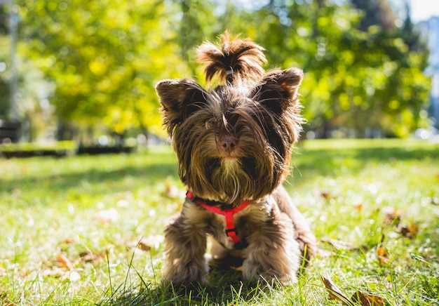 Portrait of cute yorkshire terrier dog at the park.