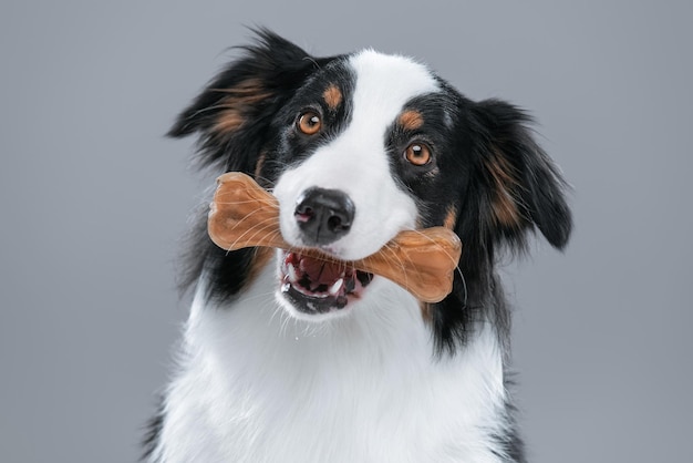 portrait of cute young Australian Shepherd dog with chew bone on gray background