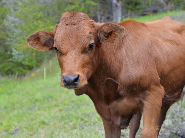 Portrait of a cute young calf in a meadow and looking camera