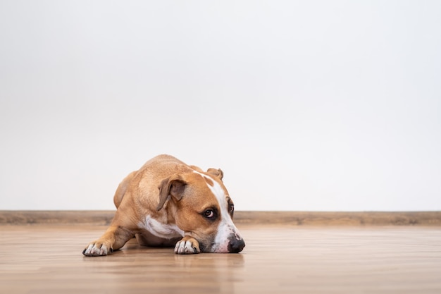 Photo portrait of cute young dog lying on the floor indoors. staffordshire terrier puppy in bandana in empty room of a house