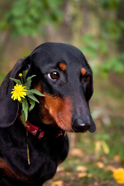 Portrait Dachshund dog black and tan with a yellow flower