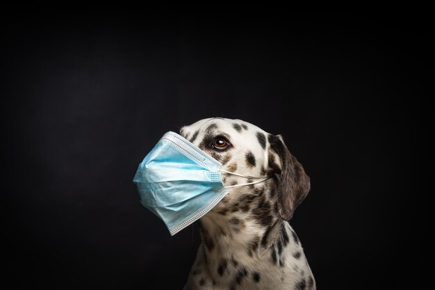 Portrait of a Dalmatian breed dog in a protective medical mask on a black background The picture was taken in a photo studio