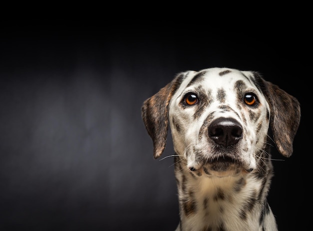 Portrait of a Dalmatian dog on an isolated black background Shot in a studio with pulsed light