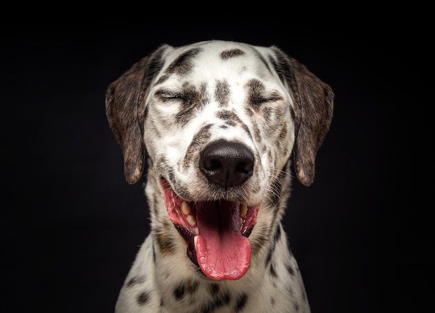 Portrait of a Dalmatian dog on an isolated black background