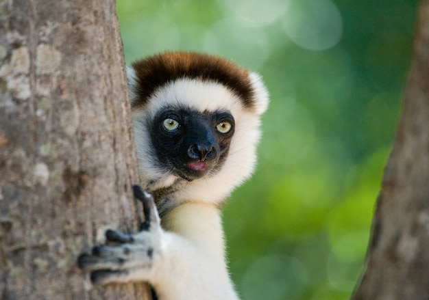 Portrait of dancing Sifaka is staying on the tree