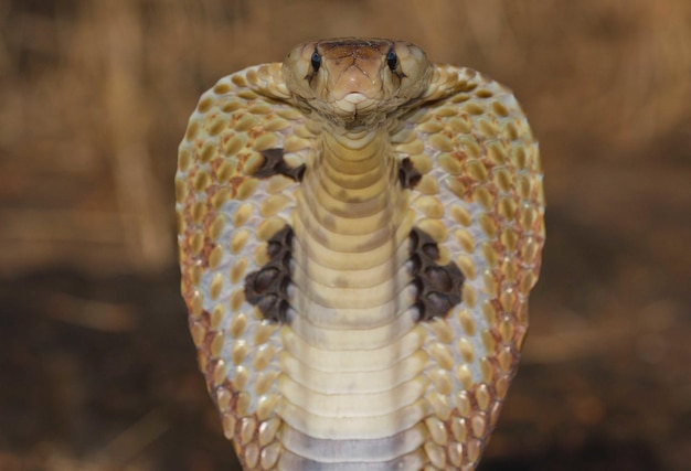 Portrait of a dangerous cobra