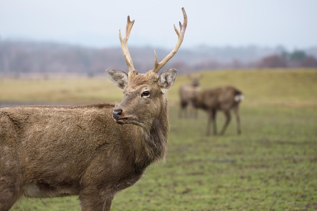 Portrait of a deer in a field