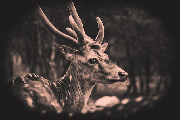 Portrait of Deer in the Park