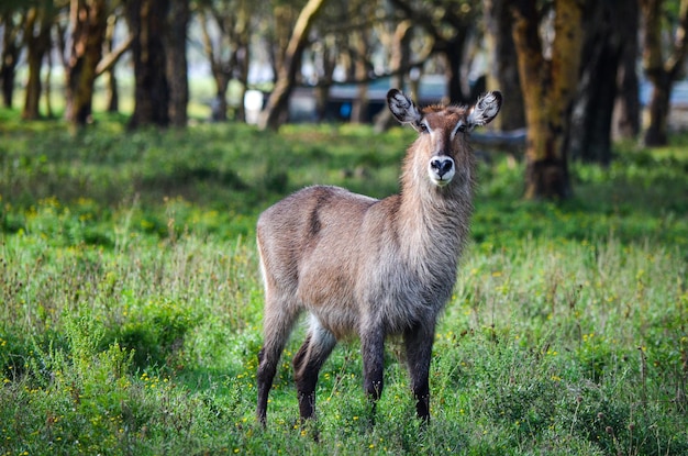 Portrait of a Defassa waterbuck Lake Nakuru National Park Kenya