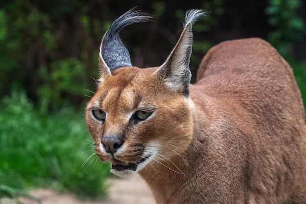 Portrait desert cats Caracal Caracal caracal or African lynx with long tufted ears