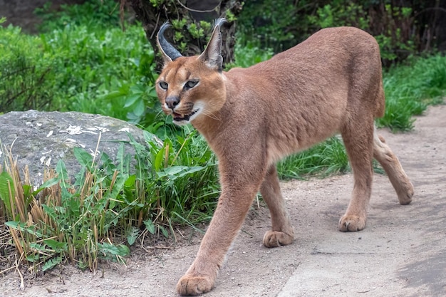 Portrait desert cats Caracal Caracal caracal or African lynx with long tufted ears