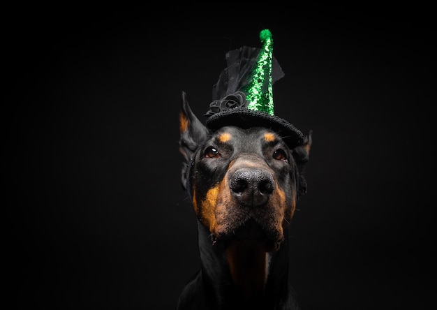 Portrait of a Doberman dog in a headdress Carnival or Halloween