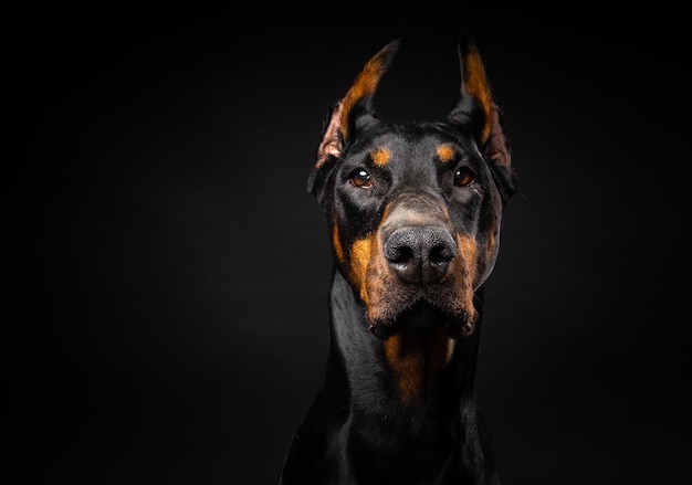 Portrait of a Doberman dog on an isolated black background Studio shot closeup