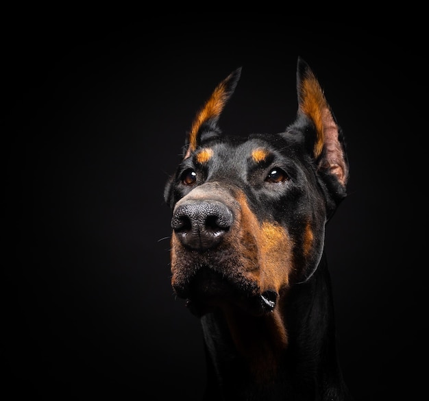 Portrait of a Doberman dog on an isolated black background Studio shot closeup