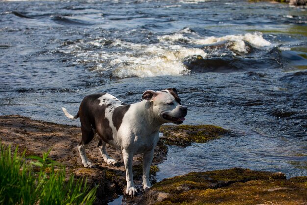 portrait of a dog against the background of a rushing river An animal on a walk near the water Republic of Karelia