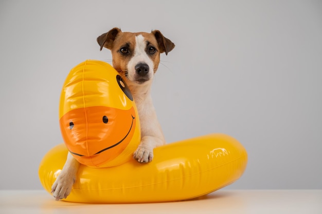 Portrait of dog against white background