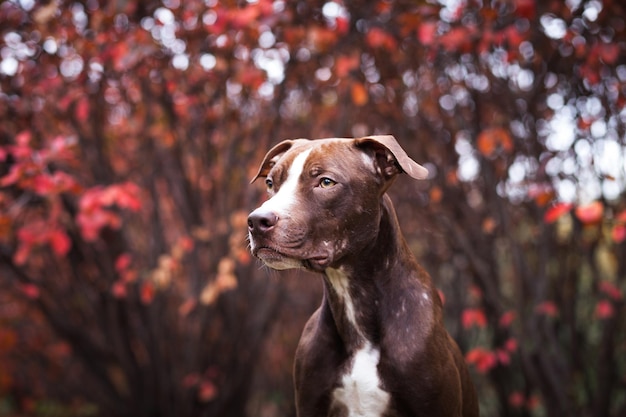 Portrait of a dog of breed a pit bull terrier