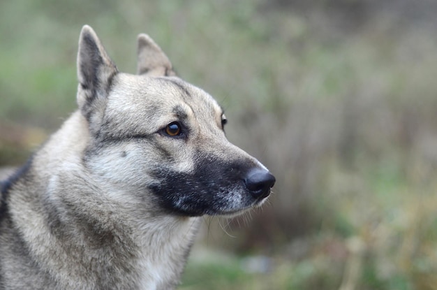 Portrait of a dog breed West Siberian Laika with green field background