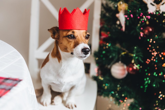 Portrait of a dog on christmas tree