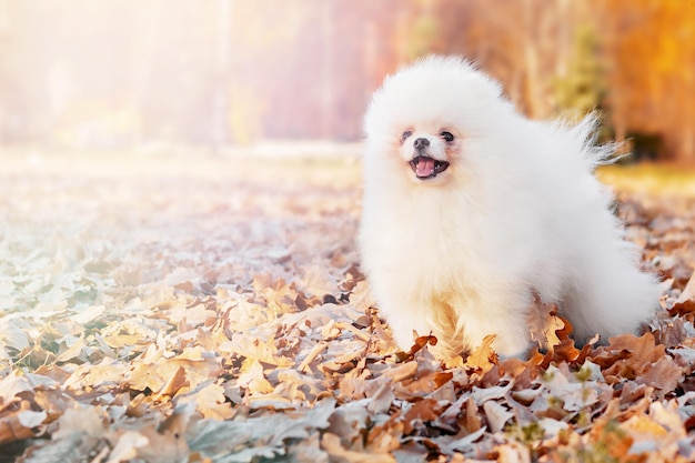 Portrait of dog cute little fluffy white Pomeranian in autumn leaves on a sunny warm day in the park closeup