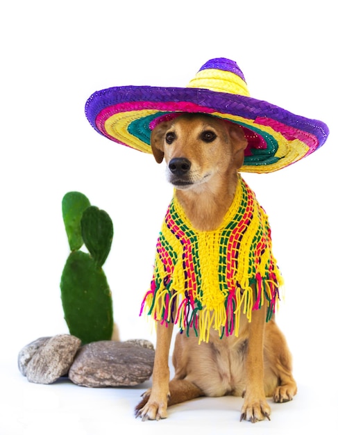 Portrait of a dog dressed in Mexican attire