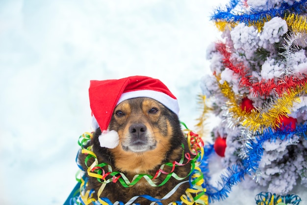 Portrait of a dog entangled in the colorful streamer Dog wearing Santa hat and sitting near fir tree in the snow outdoors