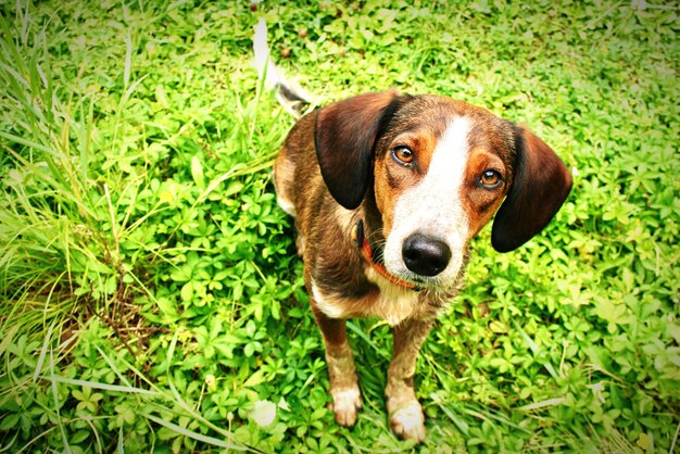 Photo portrait of dog on field