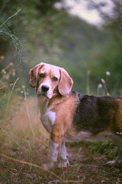 Photo portrait of a dog on field