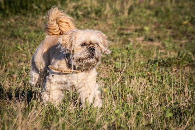 Photo portrait of dog on field