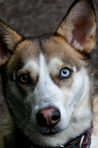 Portrait of a dog from a shelter with beautiful different eyes The concept of abandoned animals