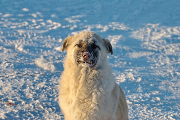 Portrait of a dog in frost on a cold morning