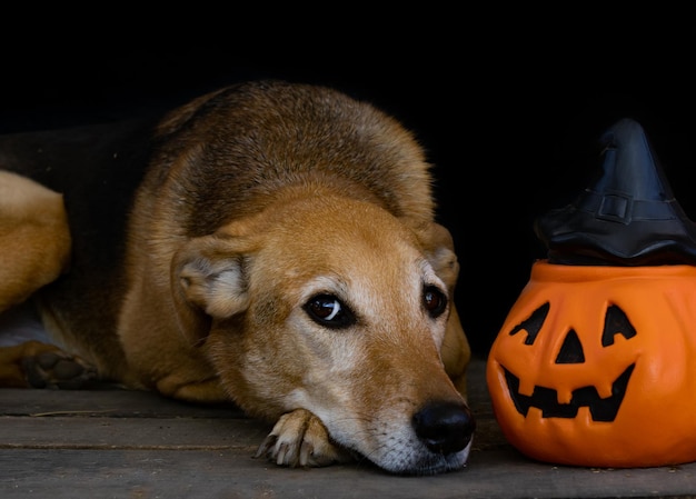 Portrait of a dog next to a halloween pumpkin