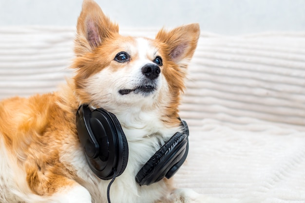 Portrait of a dog in headphones close up