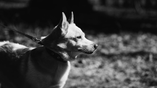 Portrait of a dog on a leash in the forest