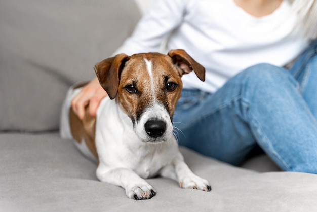 Portrait of a dog lies next to the owner on the couch work from home companion dog human and dog