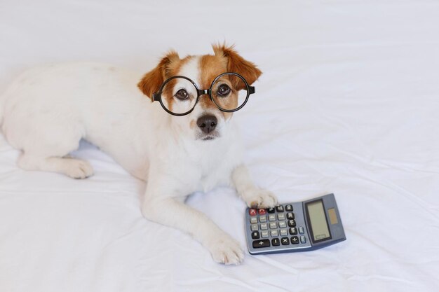 Photo portrait of dog lying on bed