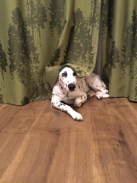 Photo portrait of dog lying down on hardwood floor