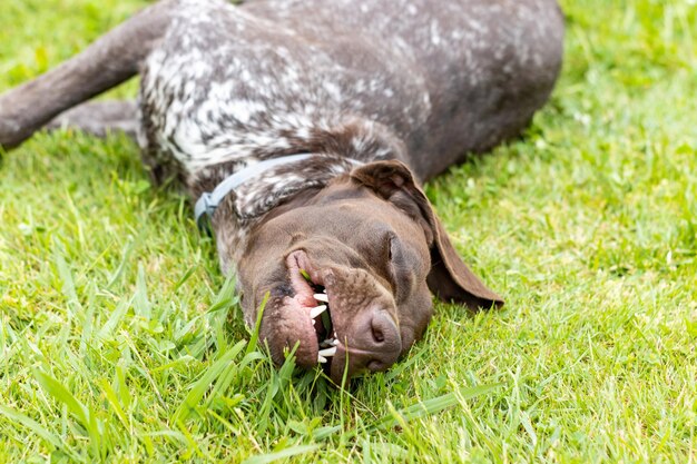 Portrait of a dog lying down playing in the grass german shorthaired pointer dog